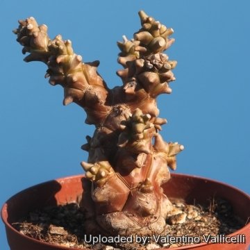 16534 valentino Valentino Vallicelli