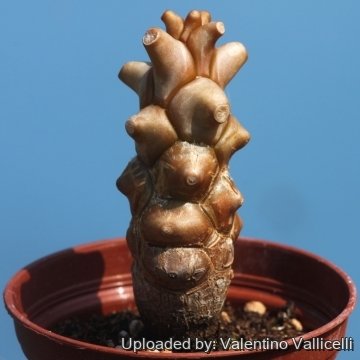 16535 valentino Valentino Vallicelli