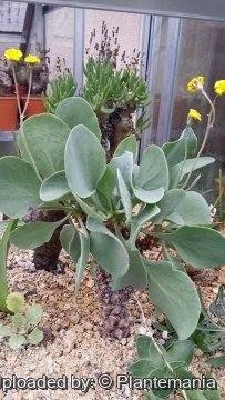 28605 plantemania © Plantemania