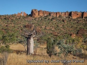 20207 josef Josef Cycad Perner 