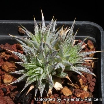 16164 valentino Valentino Vallicelli