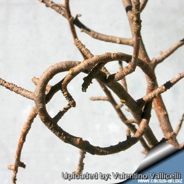 1040 valentino Valentino Vallicelli