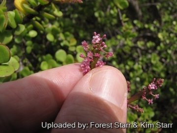 22047 star Forest Starr & Kim Starr