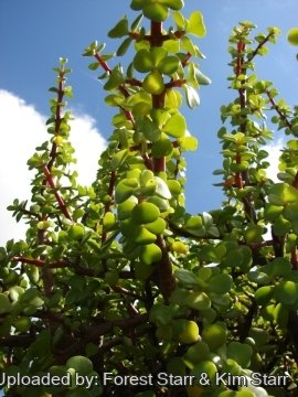 22048 star Forest Starr & Kim Starr