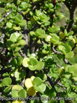 22050 star Forest Starr & Kim Starr