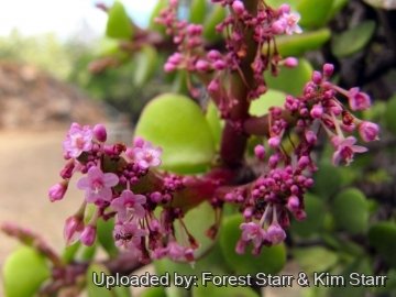 22051 star Forest Starr & Kim Starr