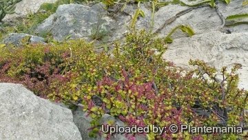 28772 plantemania © Plantemania