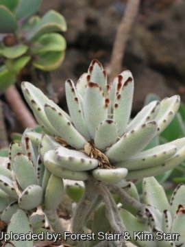 21394 star Forest Starr & Kim Starr