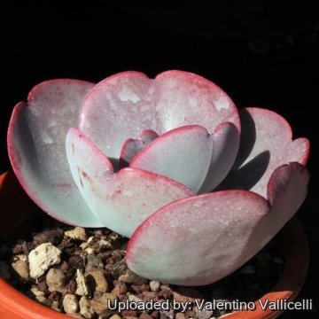 15425 valentino Valentino Vallicelli