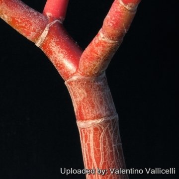 15465 valentino Valentino Vallicelli