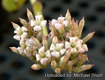 29275 mike-short Michael Short