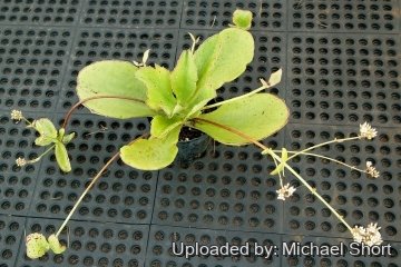 29276 mike-short Michael Short