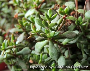 24639 carolina Carolina González