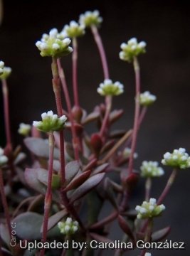 25358 carolina Carolina González