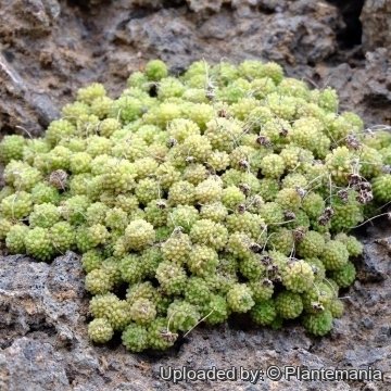 30332 plantemania © Plantemania