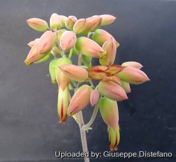 22748 giuseppe2 Giuseppe Distefano