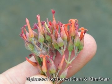 21381 star Forest Starr & Kim Starr