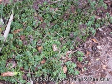 21382 star Forest Starr & Kim Starr