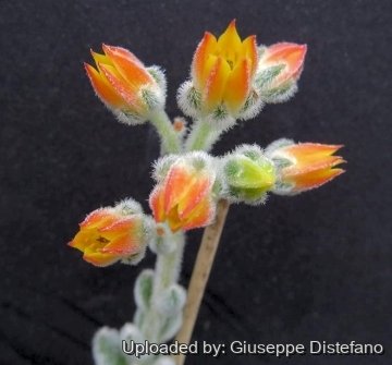 25668 giuseppe2 Giuseppe Distefano