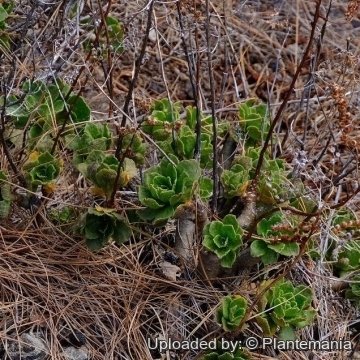 30325 plantemania © Plantemania