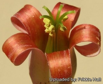 26858 frikkie Frikkie Hall