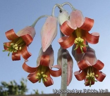 26859 frikkie Frikkie Hall