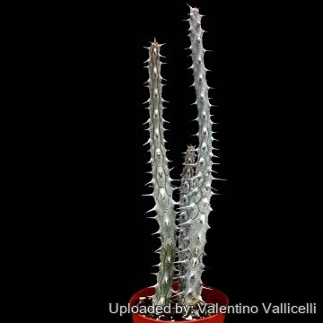 1175 valentino Valentino Vallicelli