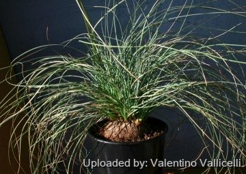 1045 valentino Valentino Vallicelli