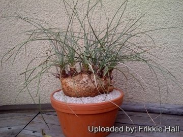 26913 frikkie Frikkie Hall