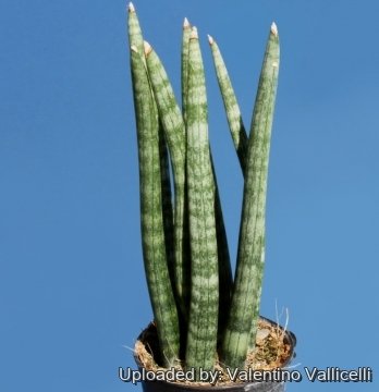 6961 valentino Valentino Vallicelli