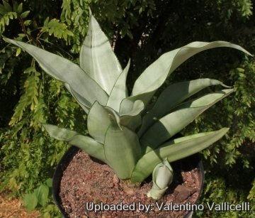 10759 valentino Valentino Vallicelli