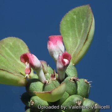 16397 valentino Valentino Vallicelli