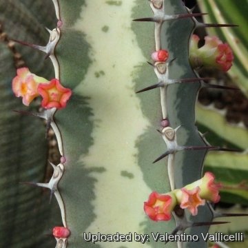 3566 valentino Valentino Vallicelli