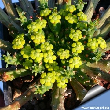 4524 cactus-art Cactus Art