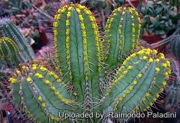 27130 RapCactus Raimondo Paladini