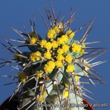 6110 valentino Valentino Vallicelli