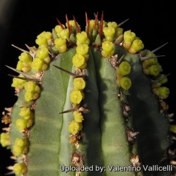 6113 valentino Valentino Vallicelli