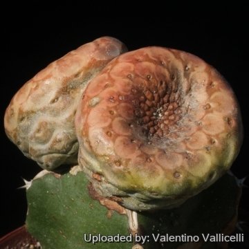 16114 valentino Valentino Vallicelli