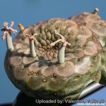 16540 valentino Valentino Vallicelli