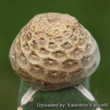 16931 valentino Valentino Vallicelli