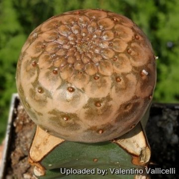 6671 valentino Valentino Vallicelli