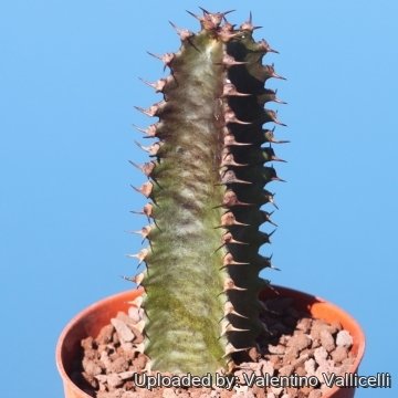 17488 valentino Valentino Vallicelli