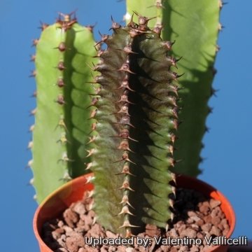 17491 valentino Valentino Vallicelli