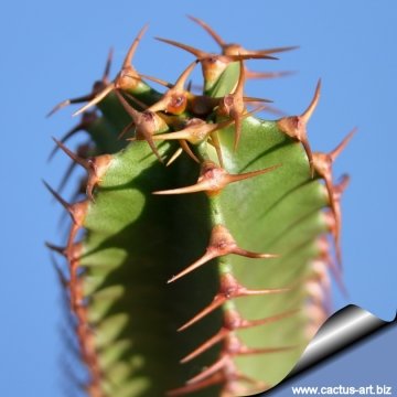 7110 cactus-art Cactus Art