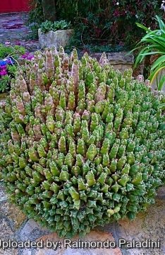 27131 RapCactus Raimondo Paladini