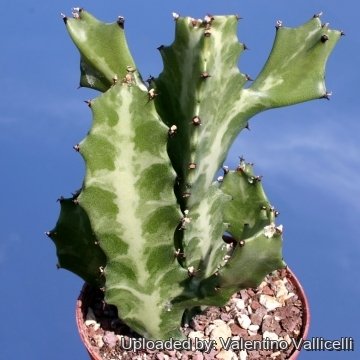 7869 valentino Valentino Vallicelli