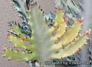 26835 frikkie Frikkie Hall