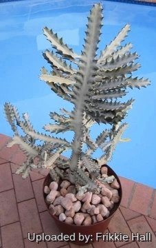 26889 frikkie Frikkie Hall