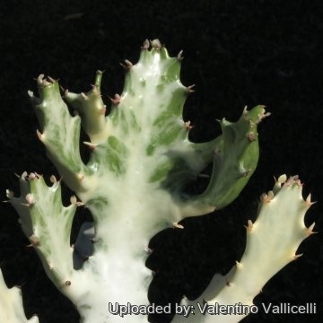 8651 valentino Valentino Vallicelli