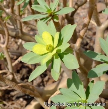 30336 plantemania © Plantemania